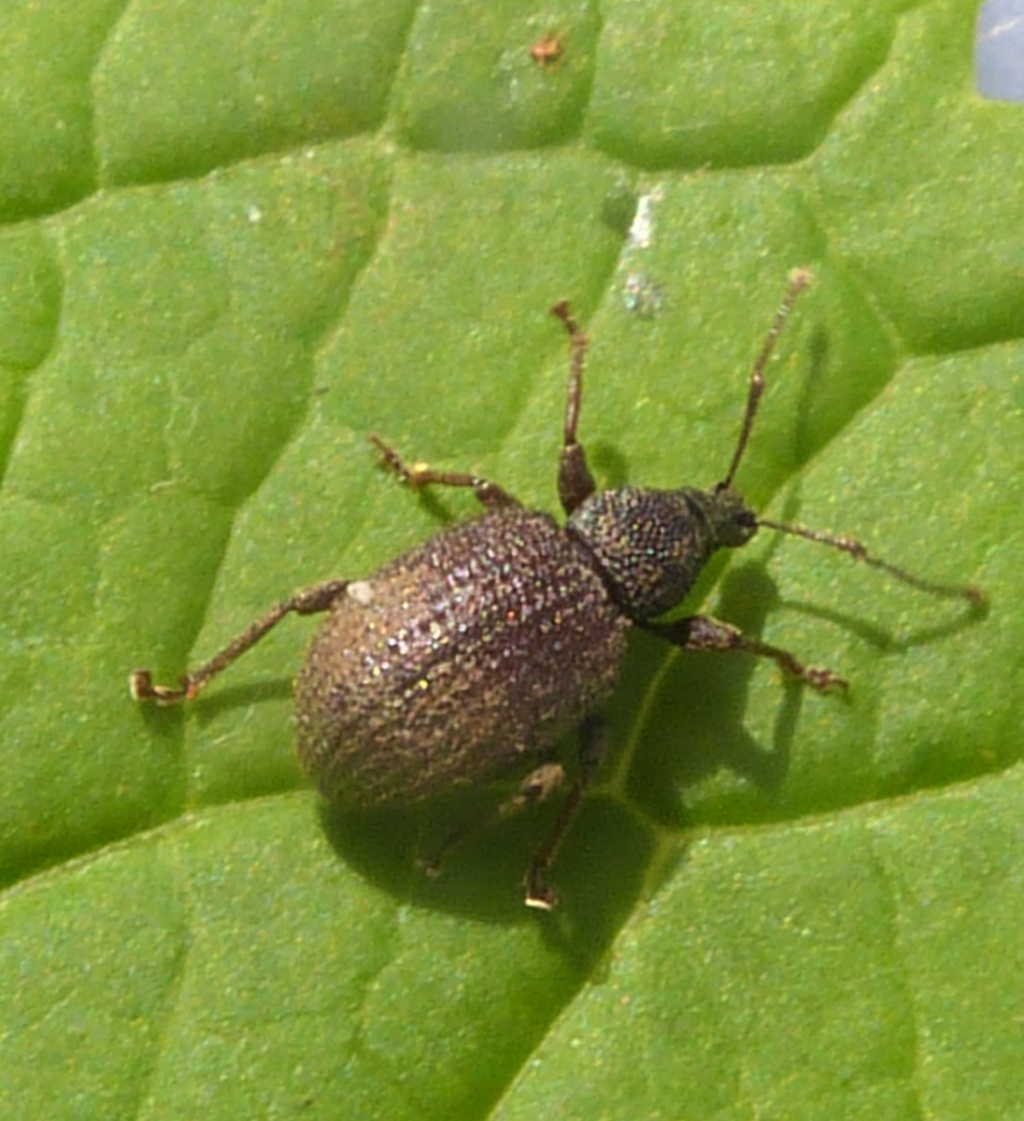 Rough Strawberry Root Weevil Naturespot