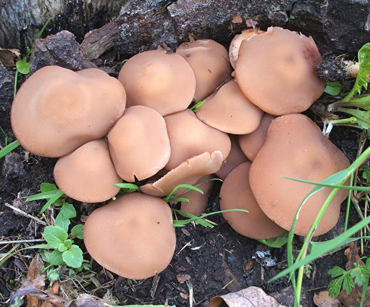 Common Stump Brittlestem | NatureSpot