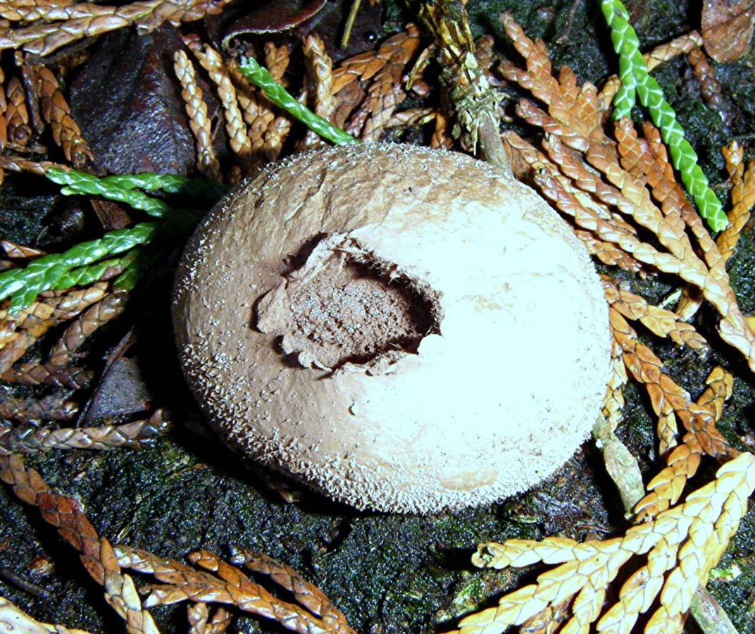 Soft Puffball | NatureSpot