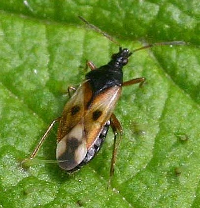 Common Flower Bug | NatureSpot