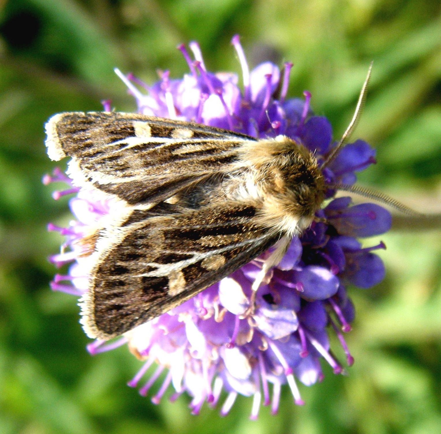 Antler Moth | NatureSpot