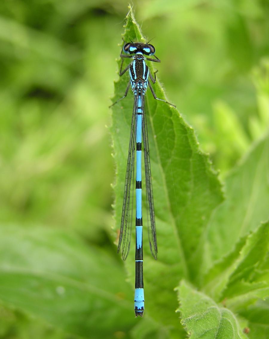 Azure Damselfly | NatureSpot