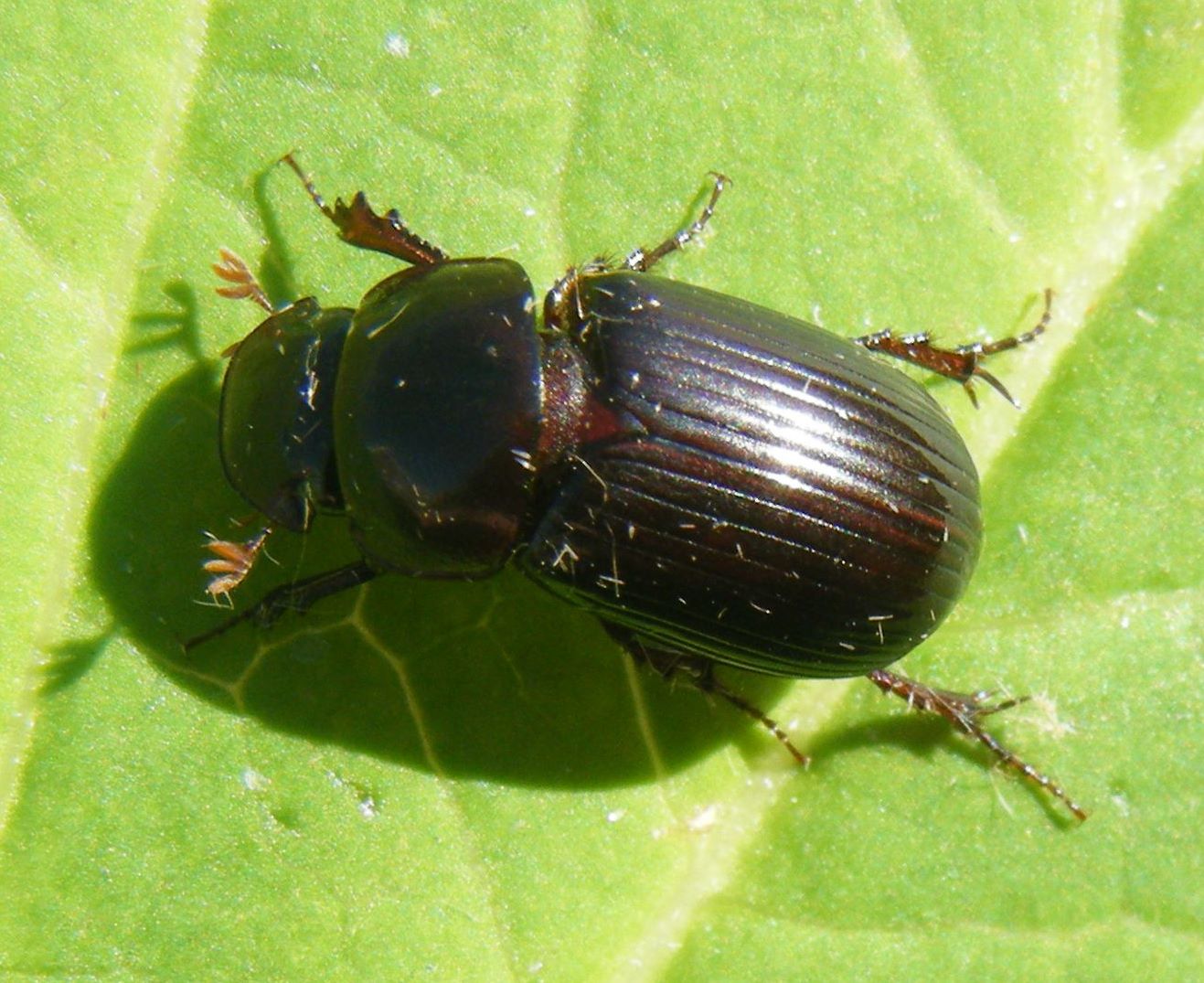 Acrossus rufipes | NatureSpot