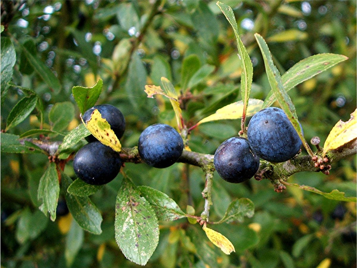 Blackthorn | NatureSpot