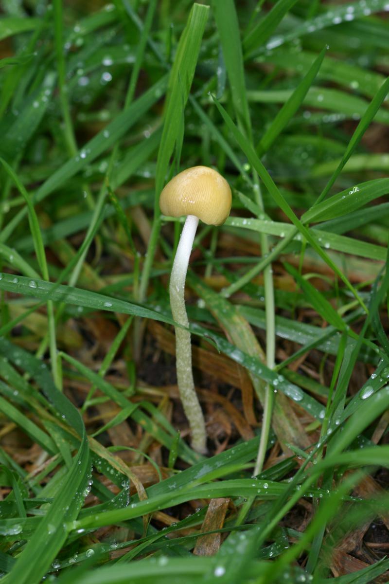 Yellow Fieldcap | NatureSpot