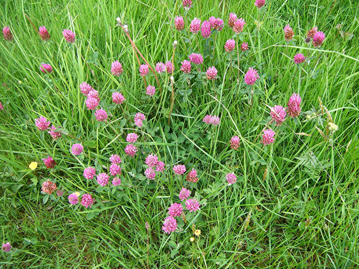Red Clover | NatureSpot