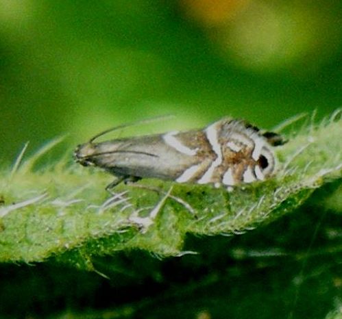 Cocksfoot Moth | NatureSpot
