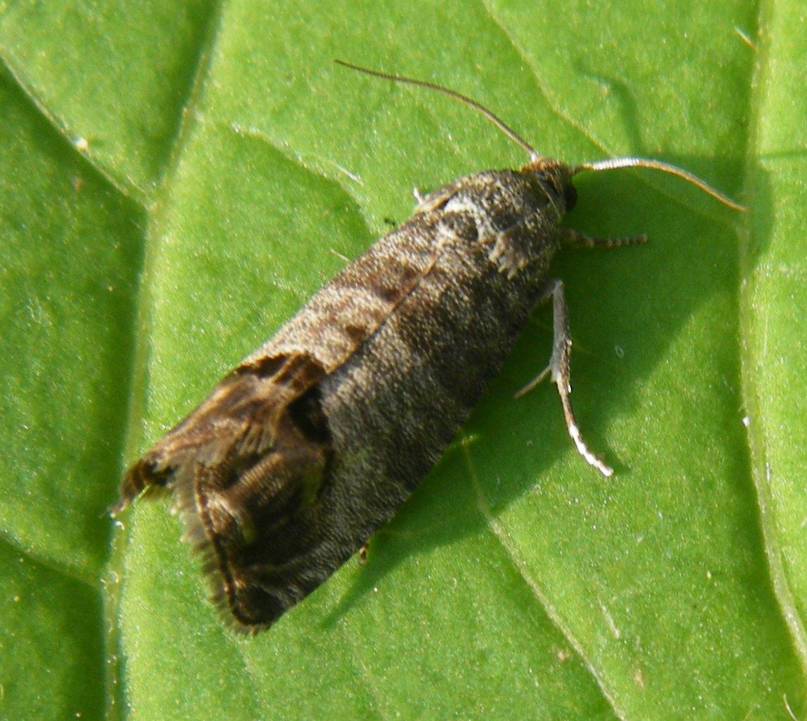Codling Moth | NatureSpot