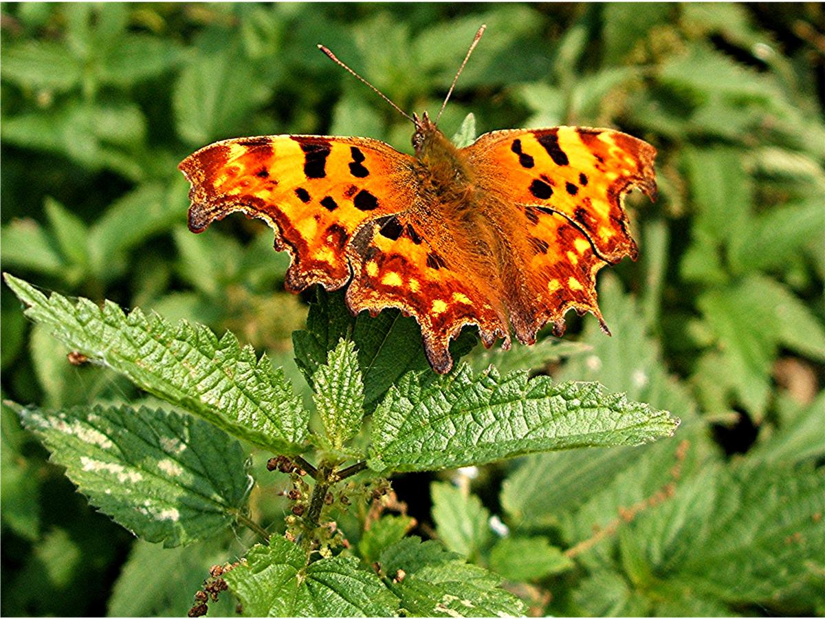 Comma | NatureSpot