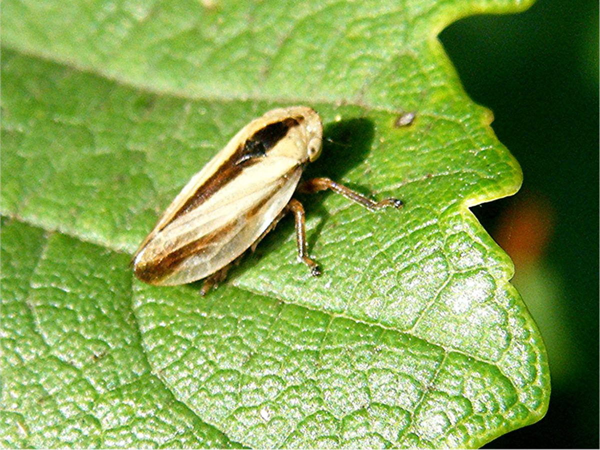 Common Froghopper | NatureSpot