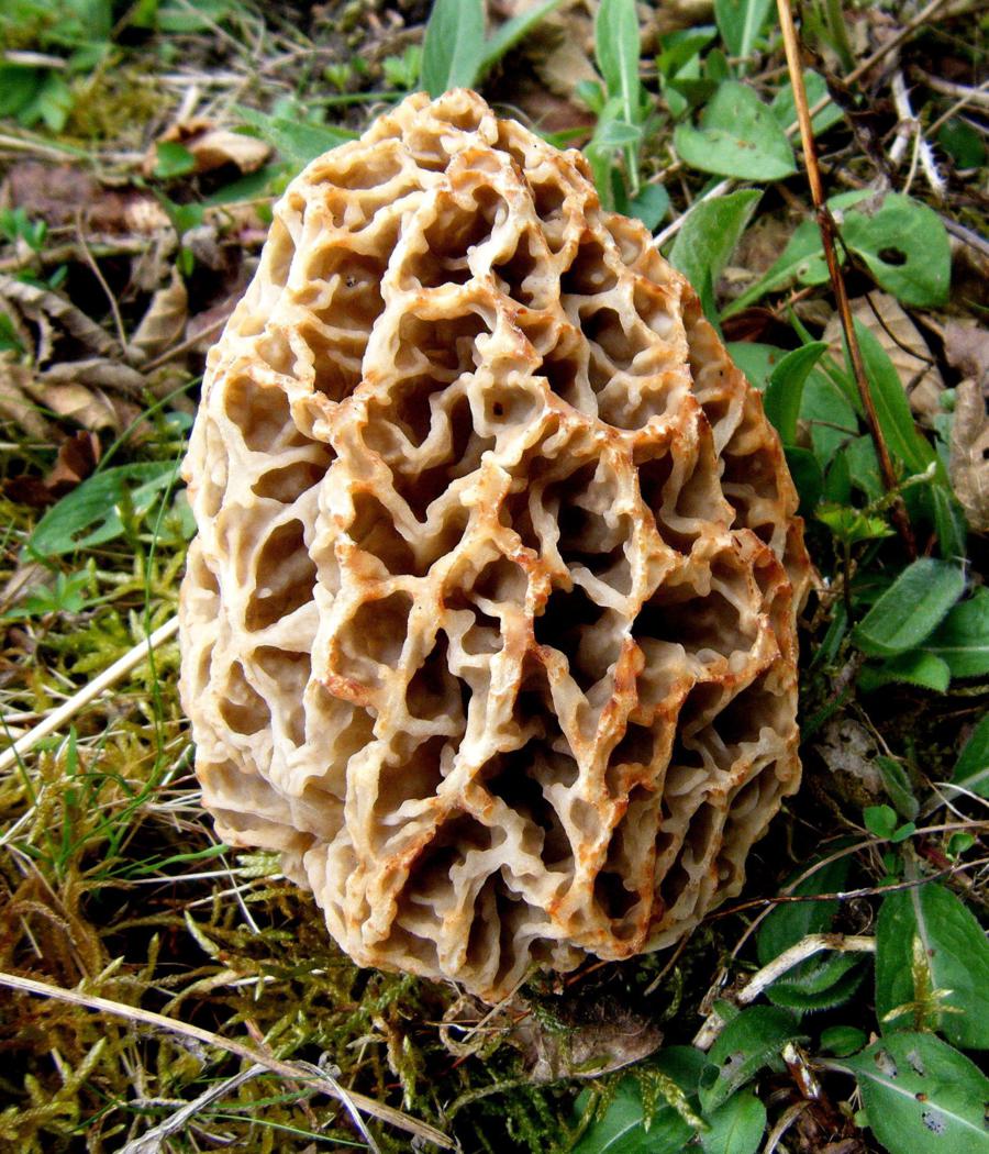 Common Morel | NatureSpot