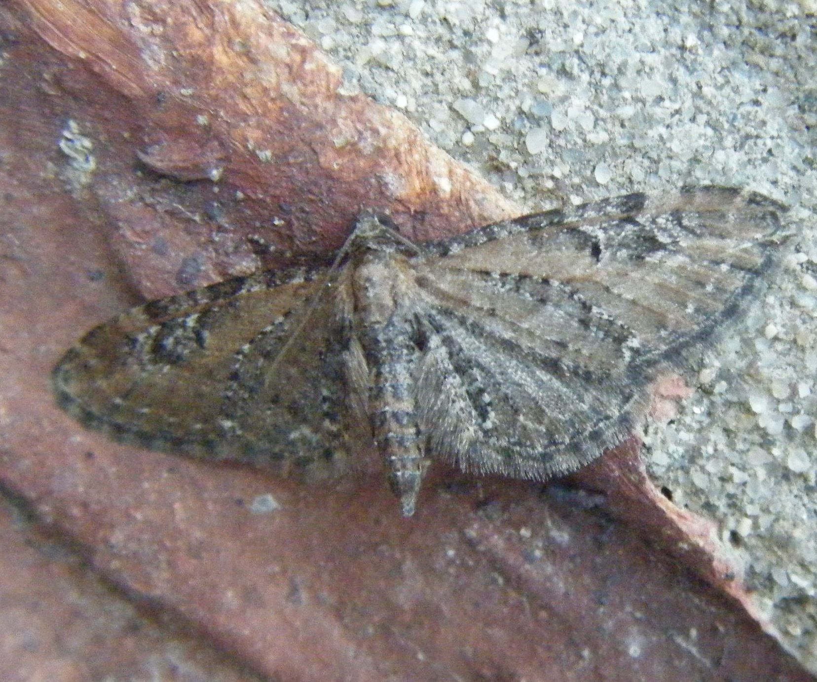 Common Pug | NatureSpot
