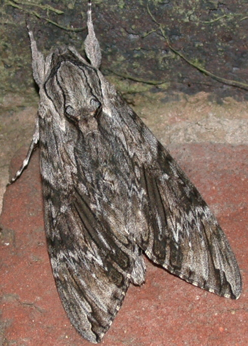 Convolvulus Hawk Moth– Identification, Life Cycle, Facts & Pictures