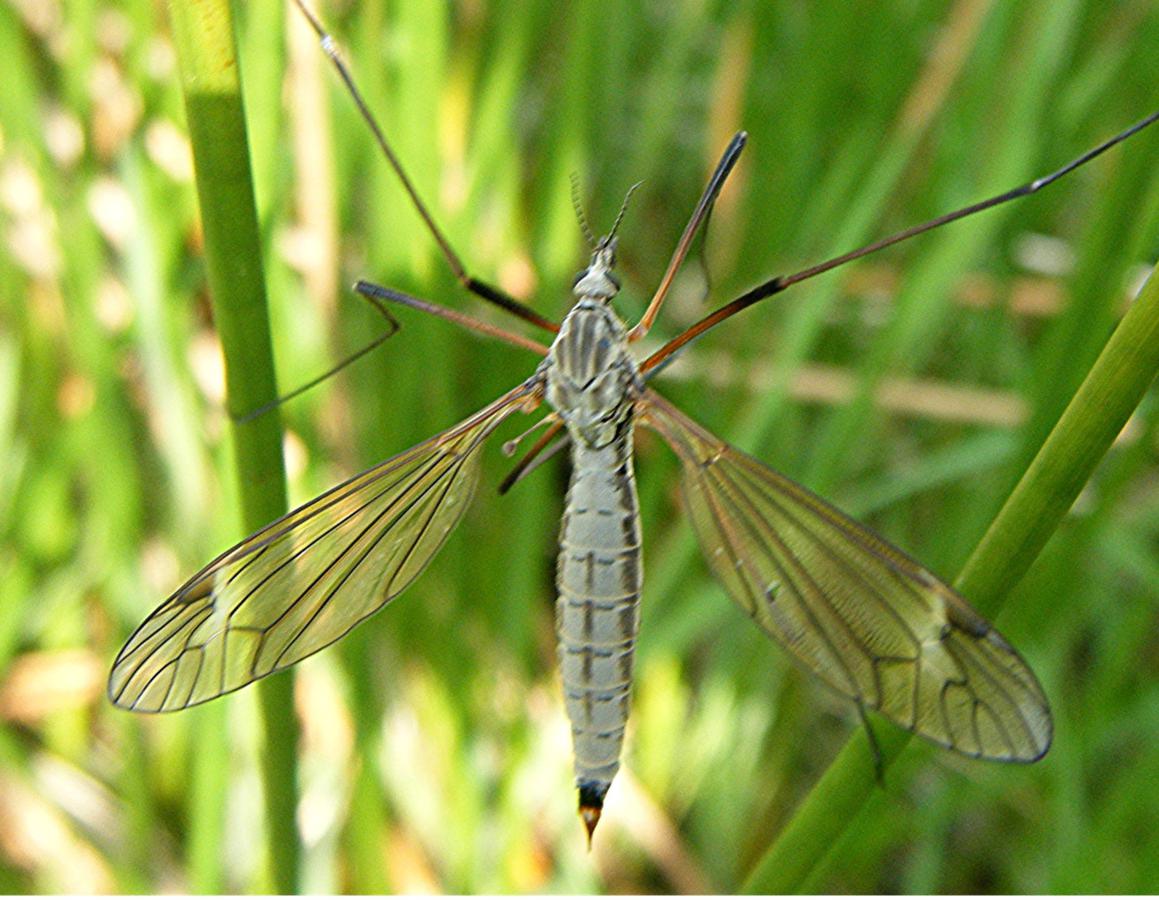 Tipula luna | NatureSpot