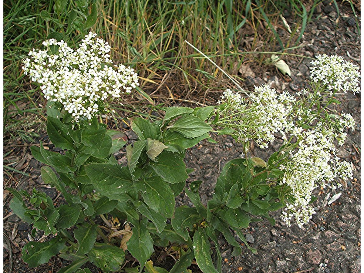 Hoary Cress