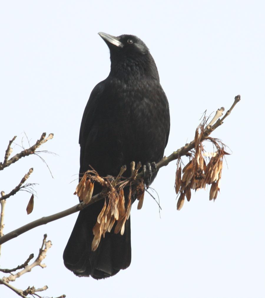 Carrion Crow | NatureSpot