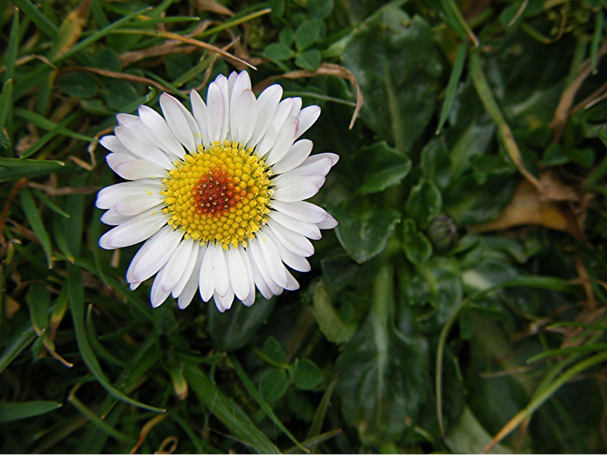 Country diary: delighted by daisies, Wild flowers