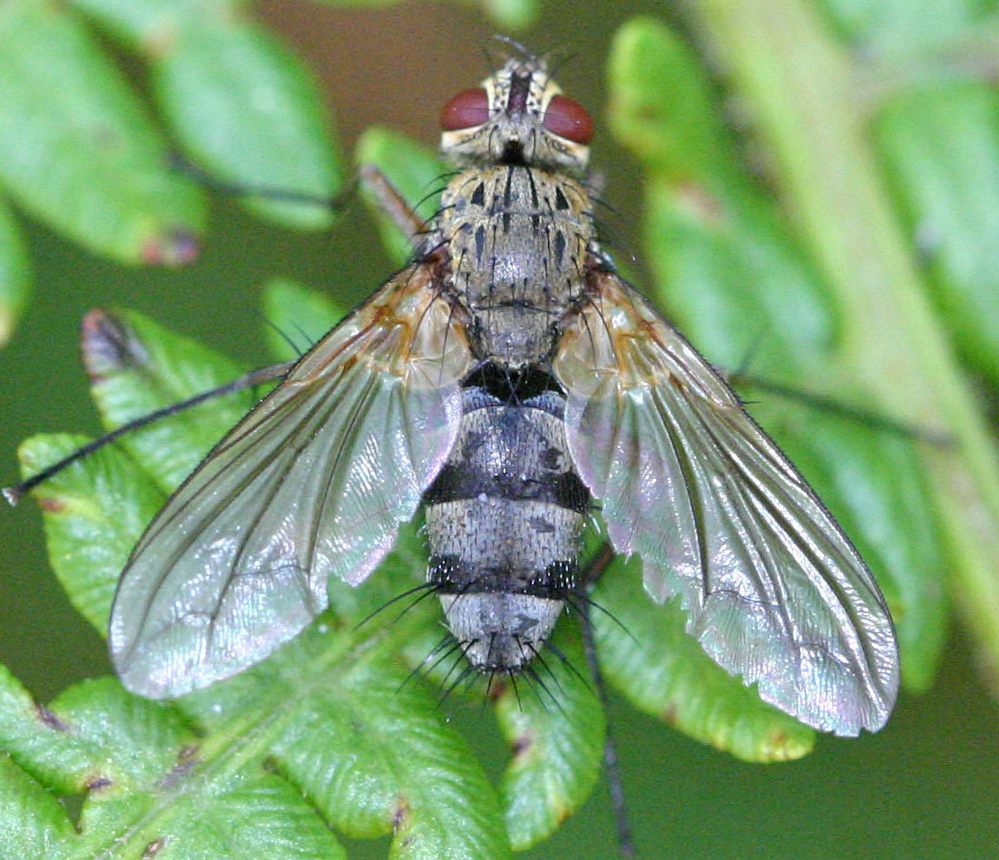 Dexiosoma Caninum NatureSpot