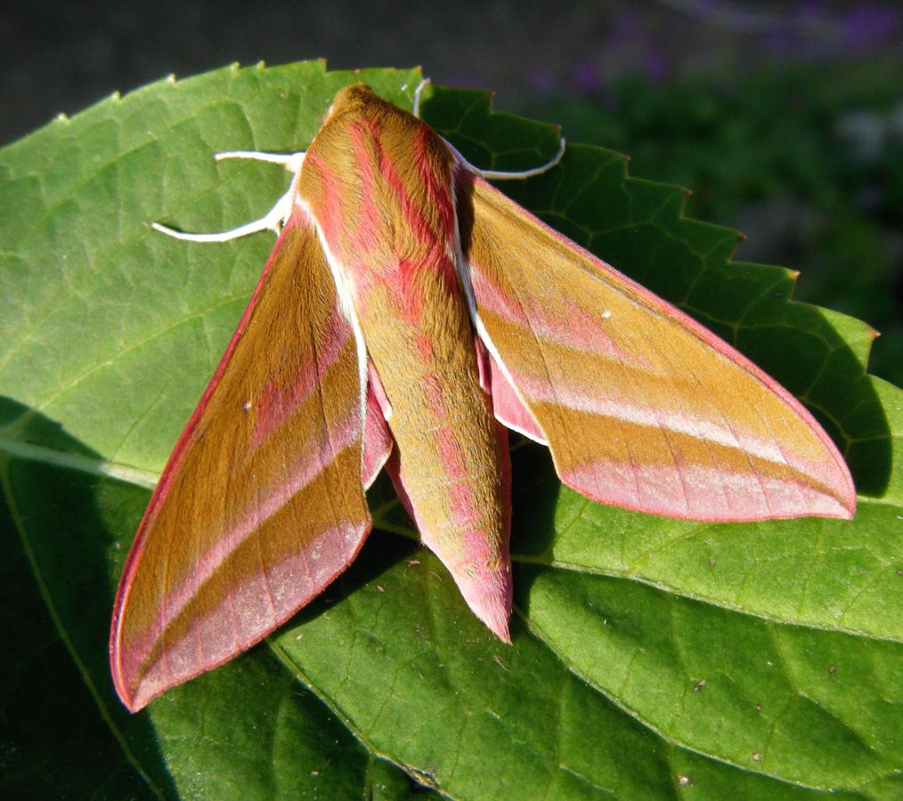 Elephant Hawk-moth | NatureSpot