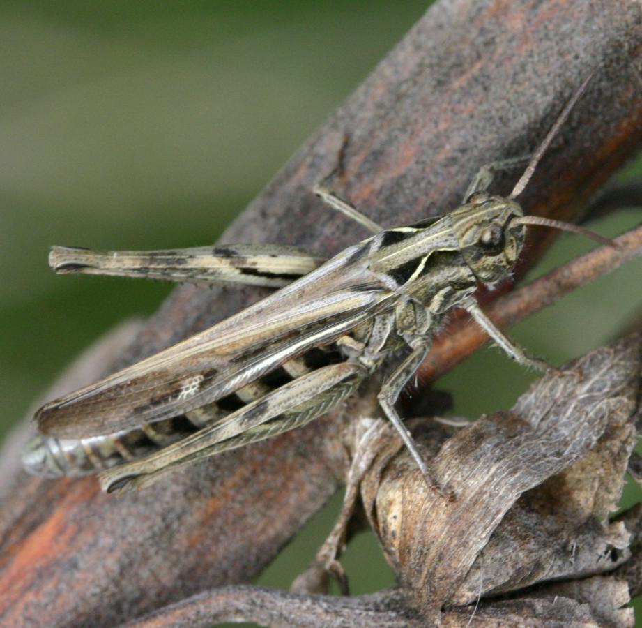 ID Guide to Common Grasshoppers | NatureSpot