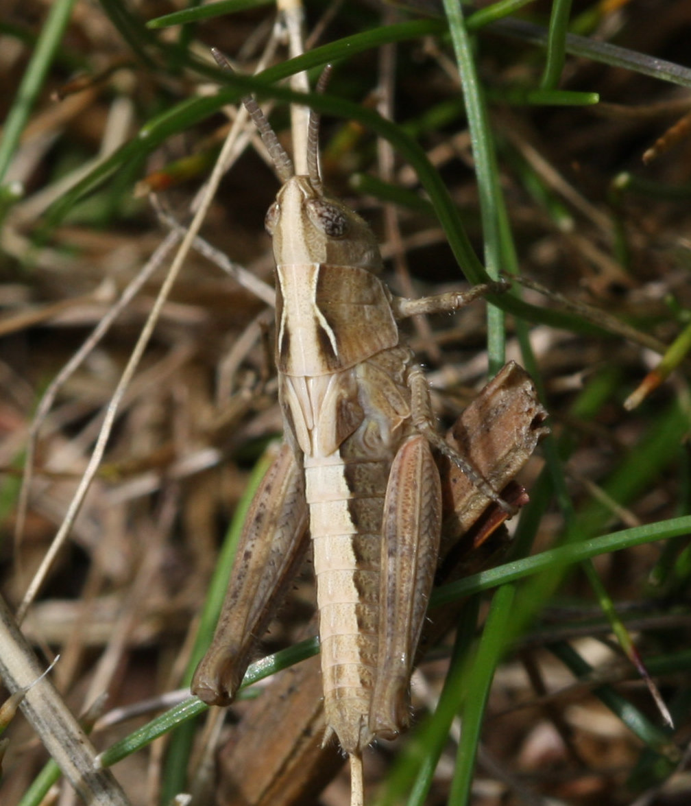 Common Field Grasshopper | NatureSpot