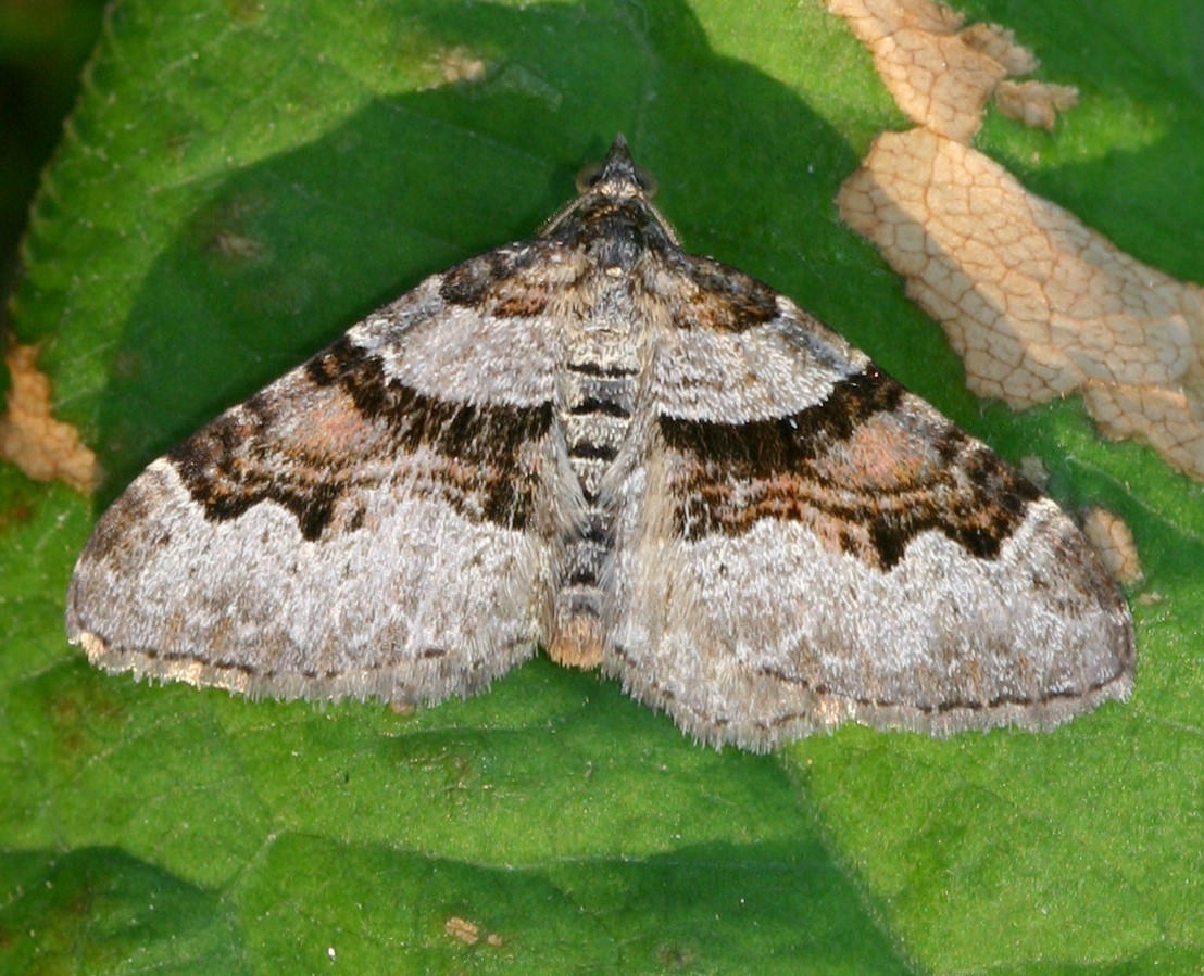 Flame Carpet | NatureSpot