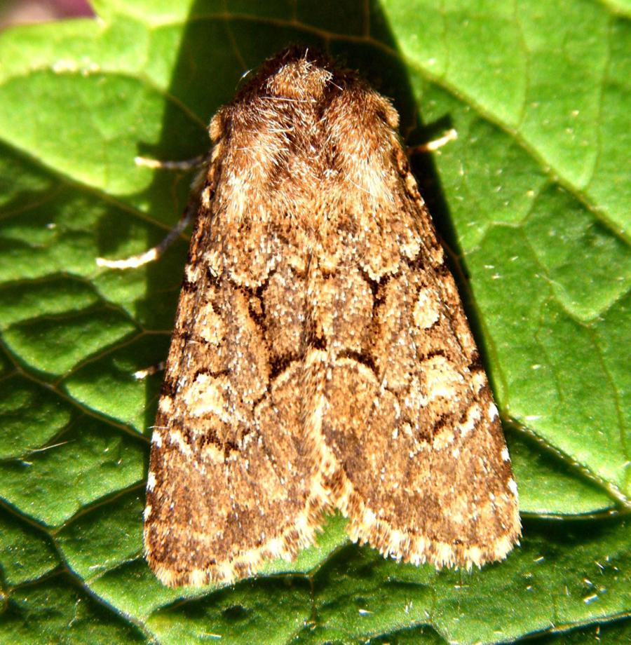 Flounced Rustic | NatureSpot