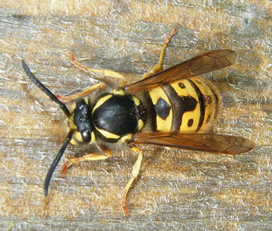 German Wasp | NatureSpot