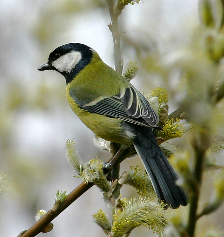 Birds - ~ Great tit (Parus major) . ~ The great tit is a