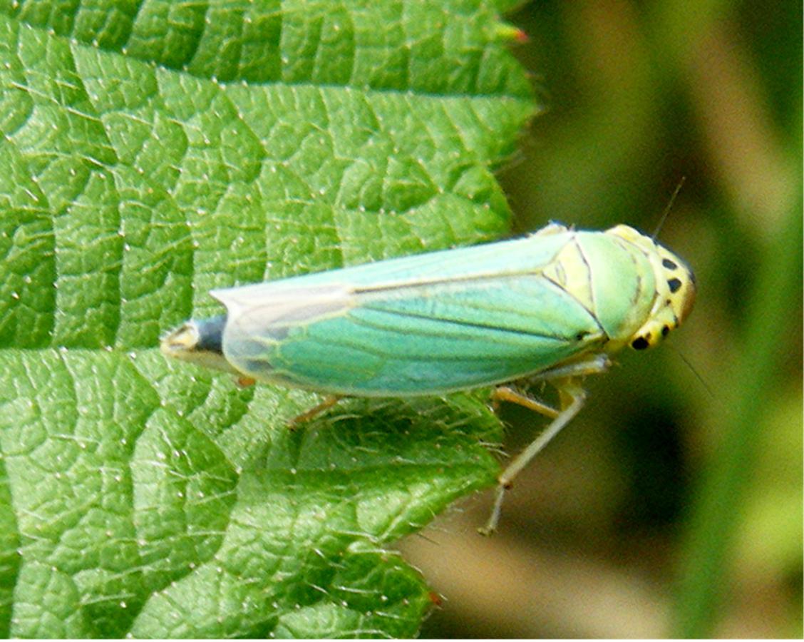 Green Leaf-hopper | NatureSpot