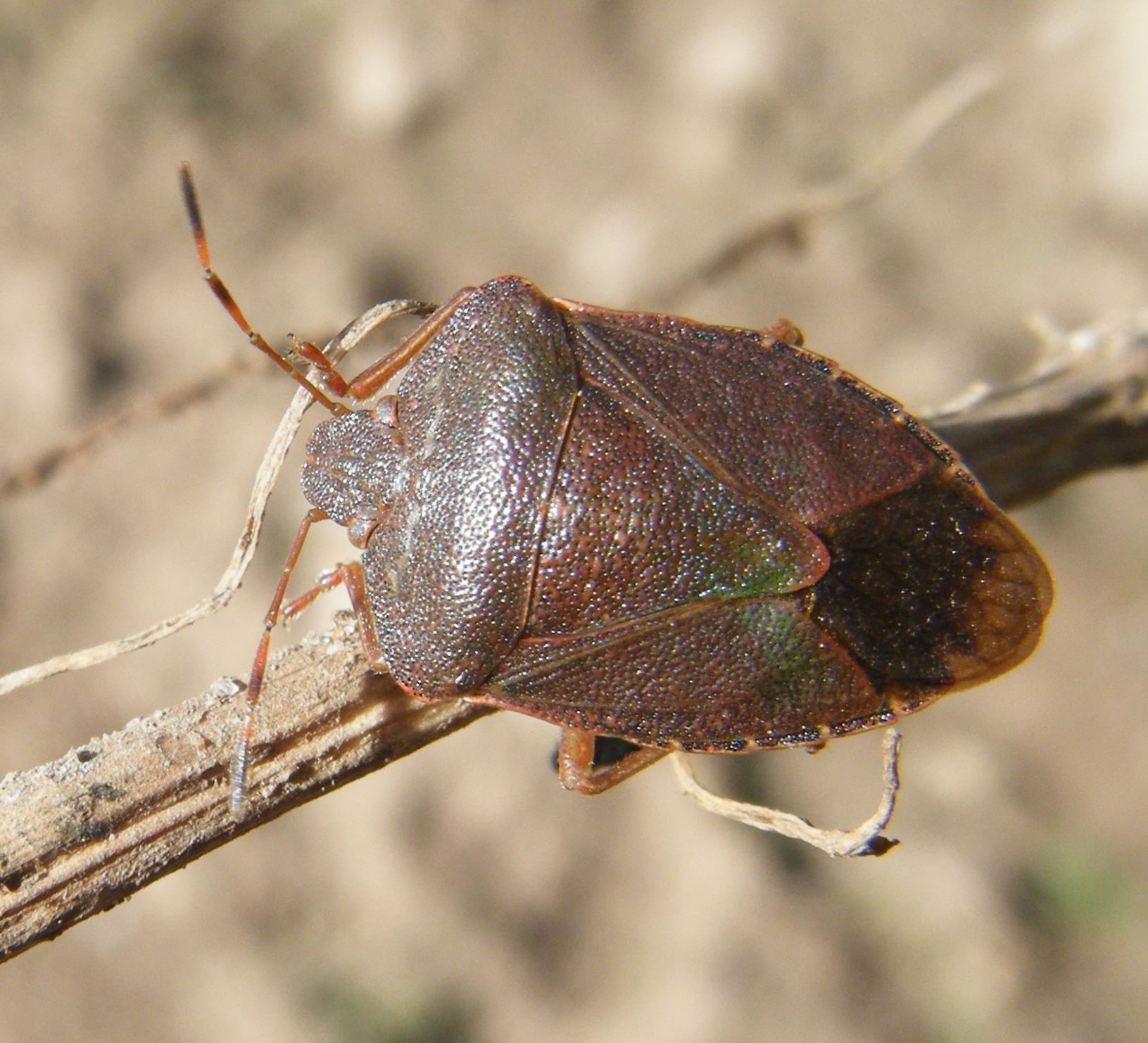 Green shield bug - Wikipedia