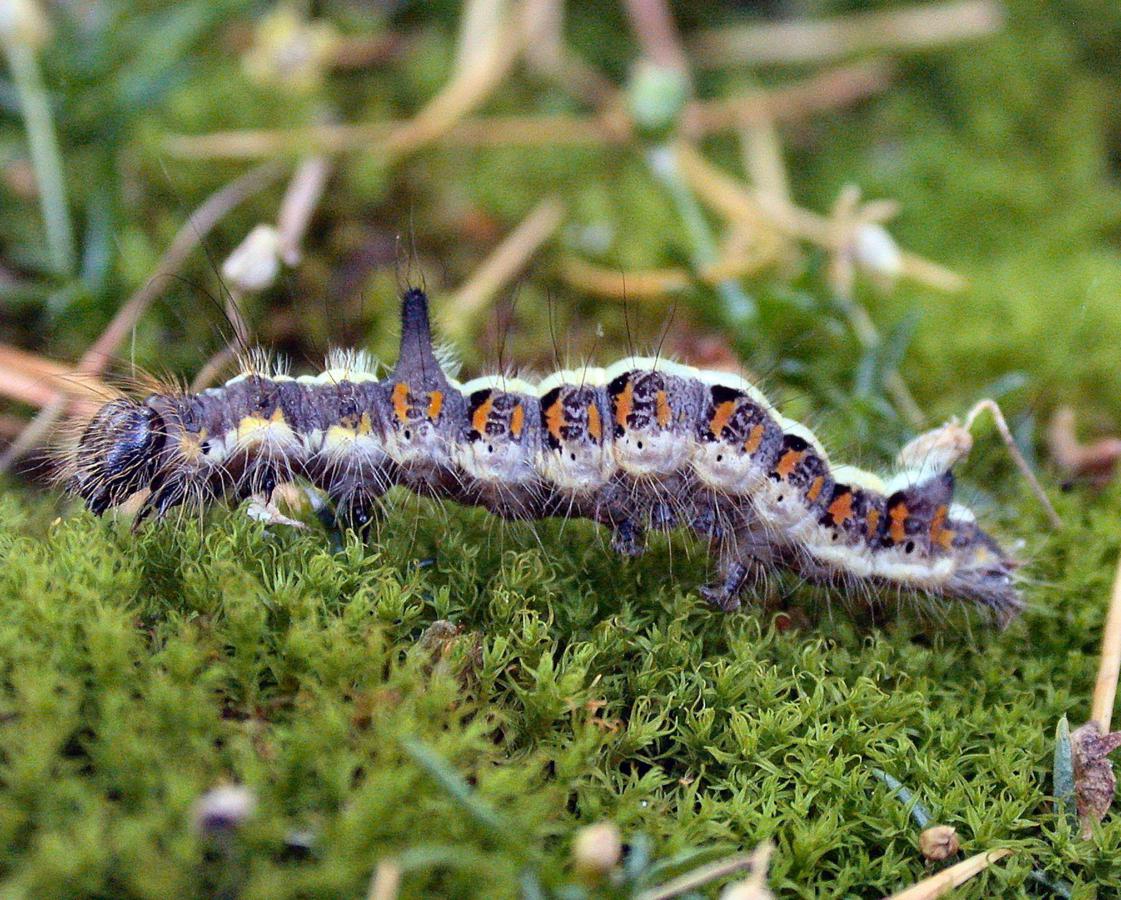 Grey Dagger | NatureSpot