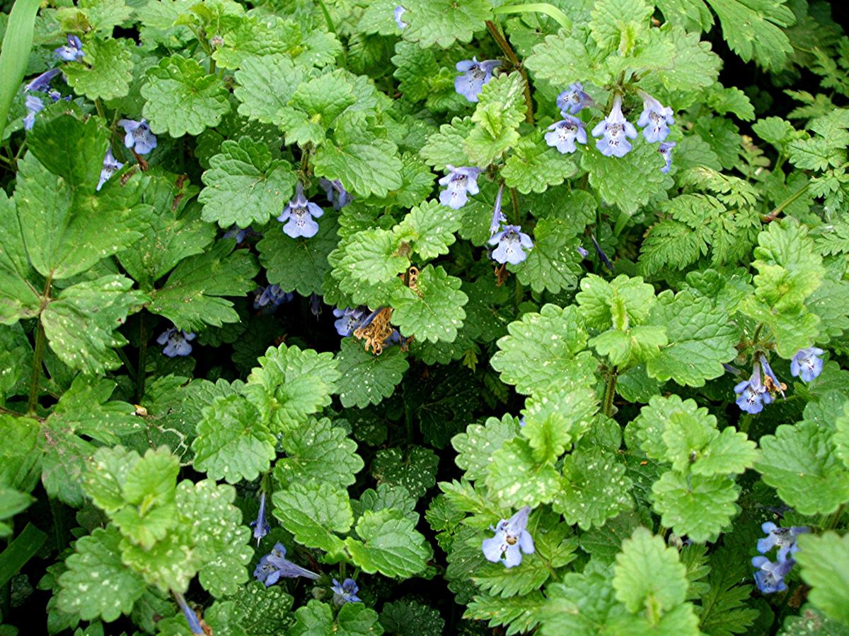 Ground Ivy