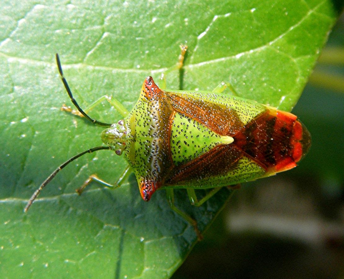 Hawthorn Shieldbug | NatureSpot