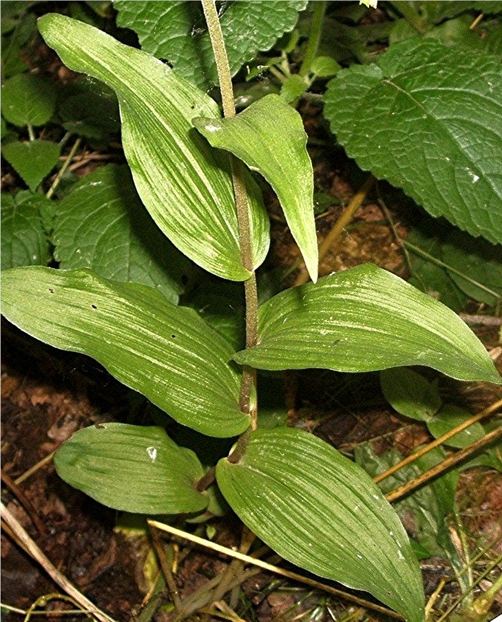 Broad-leaved Helleborine | NatureSpot