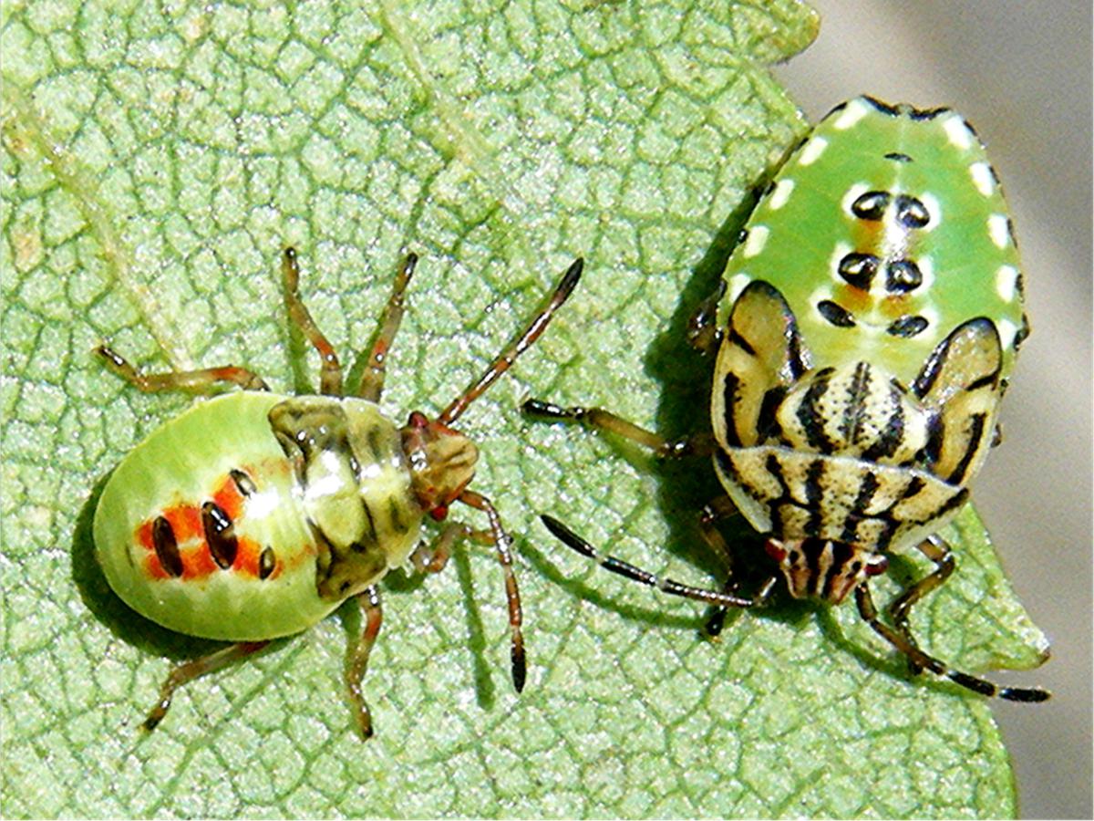 Birch Shieldbug | NatureSpot