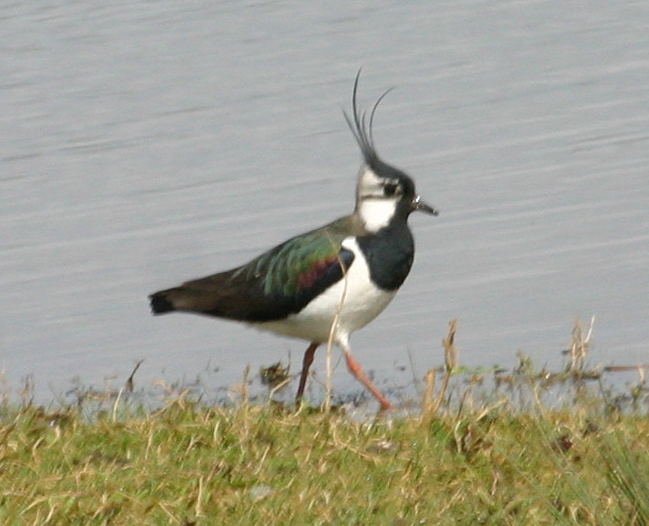 Lapwing | NatureSpot