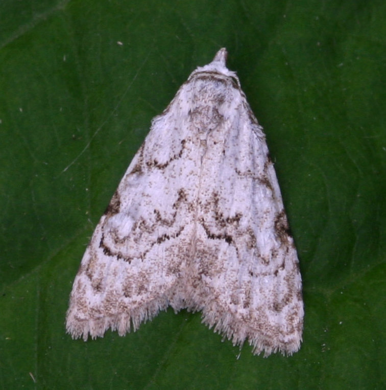 Least Black Arches NatureSpot