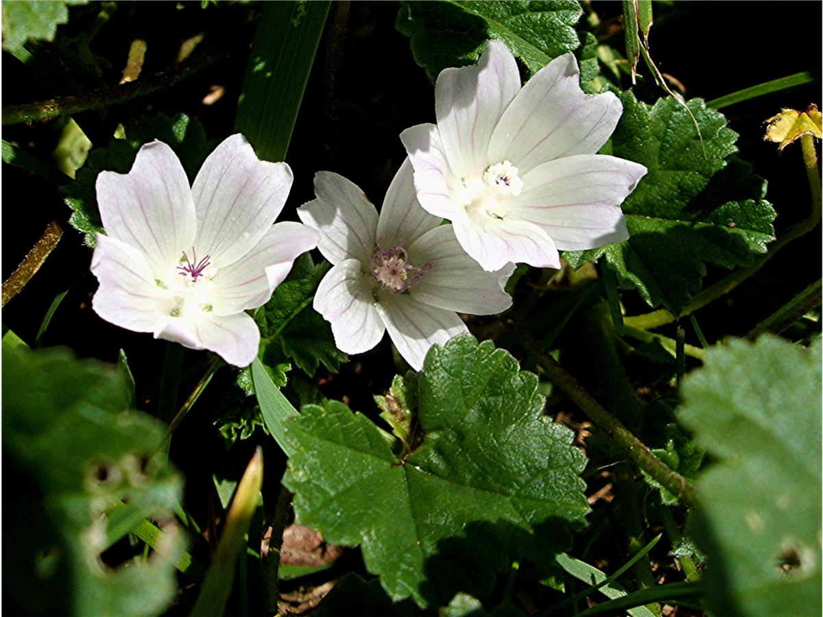 Dwarf Mallow | NatureSpot