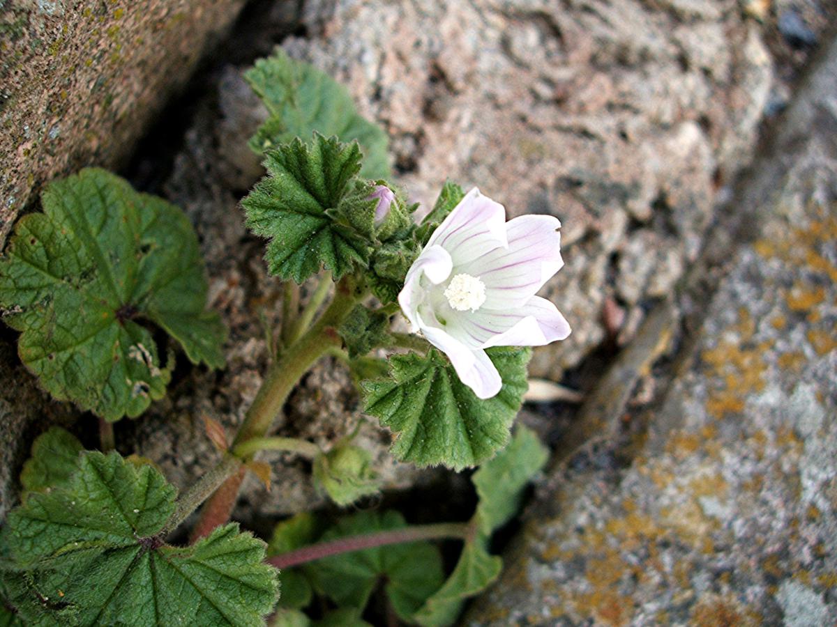 Dwarf Mallow | NatureSpot