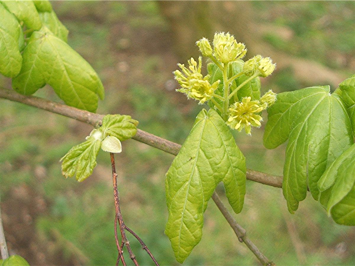 Field Maple | NatureSpot
