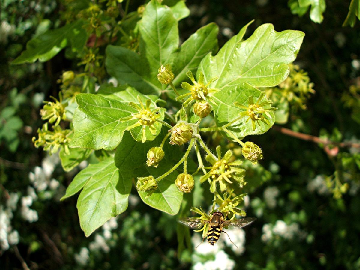Field Maple | NatureSpot