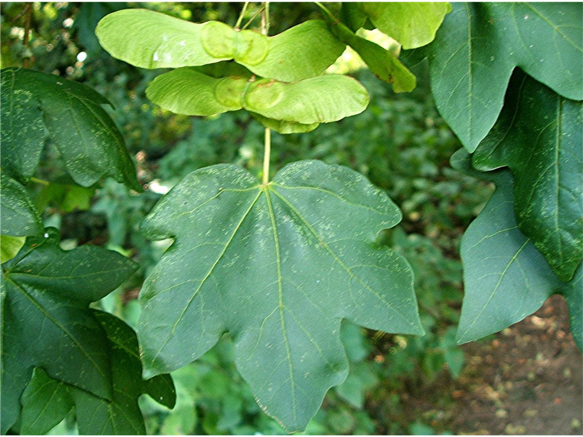 Field Maple | NatureSpot