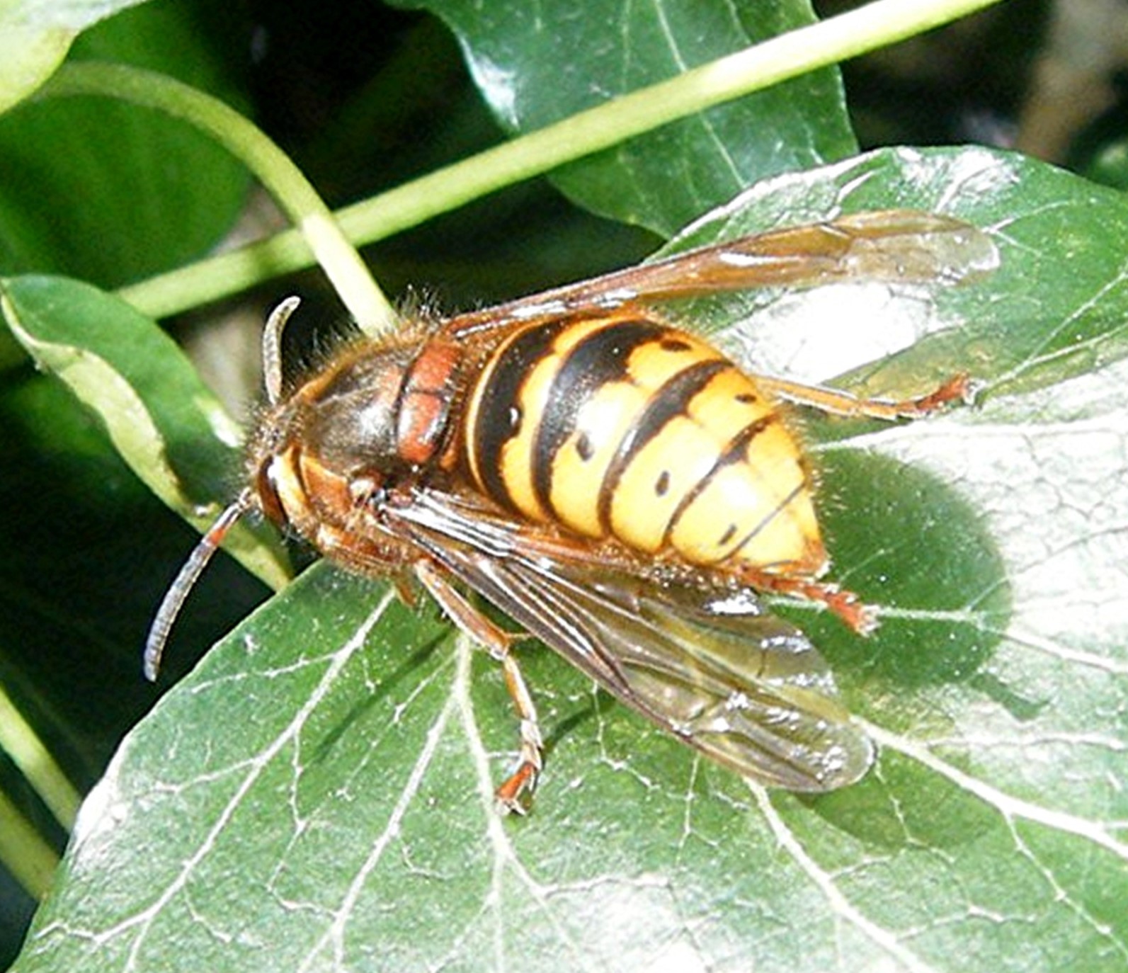 Median Wasp | NatureSpot