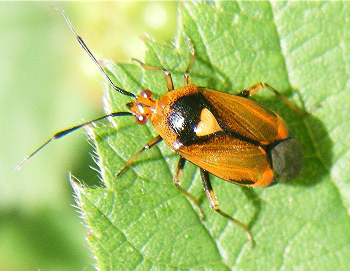 Red Bug | NatureSpot
