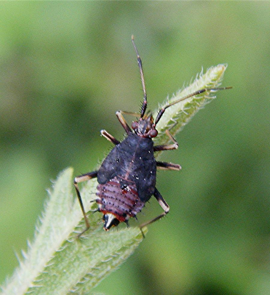 Red Bug | NatureSpot