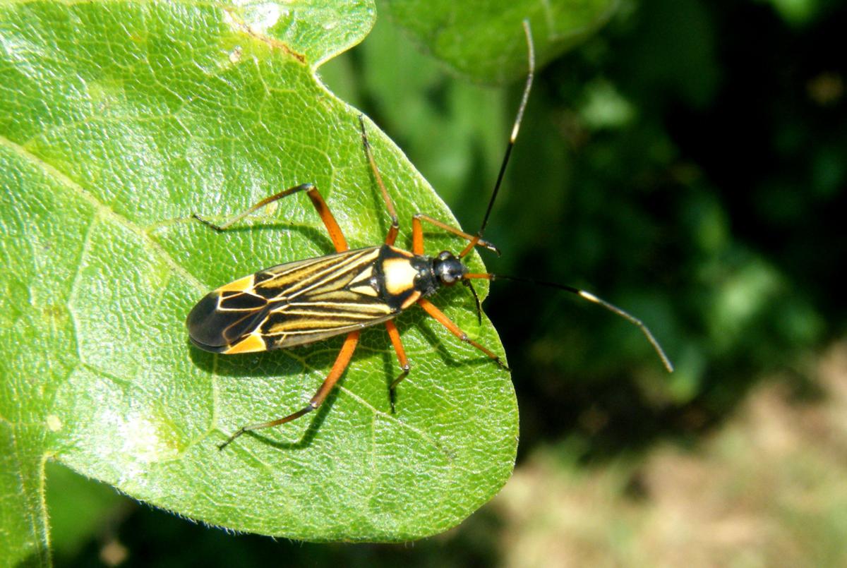 Fine Streaked Bugkin | NatureSpot