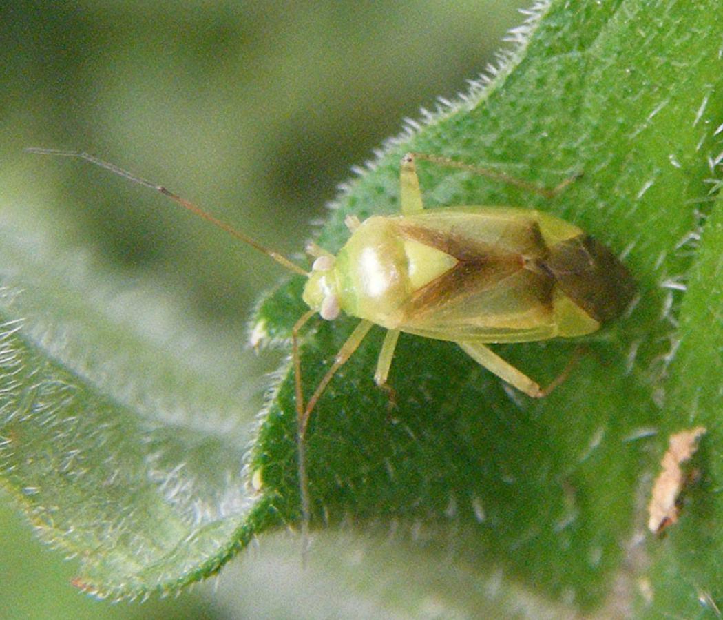 Neolygus viridis | NatureSpot