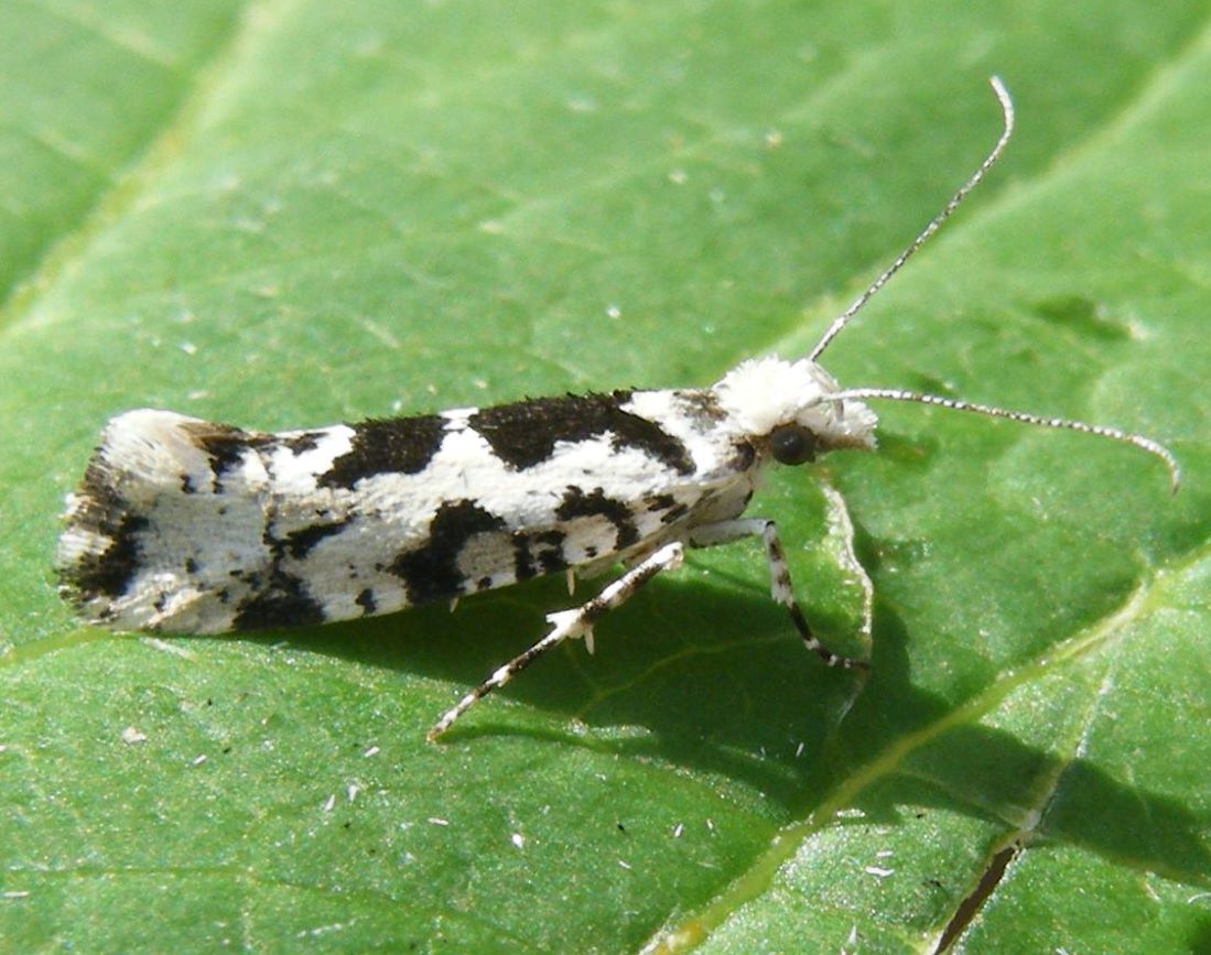 Ypsolopha sequella | NatureSpot