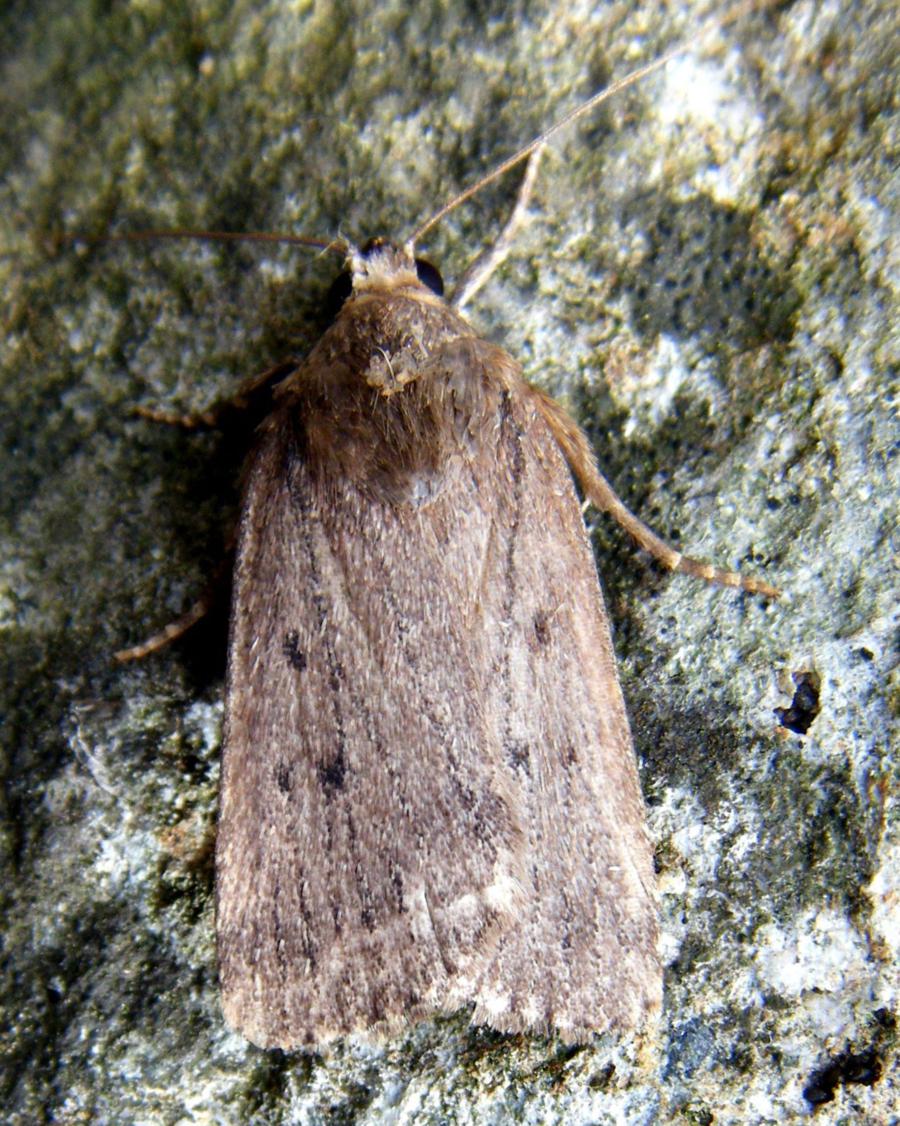 Mouse Moth | NatureSpot